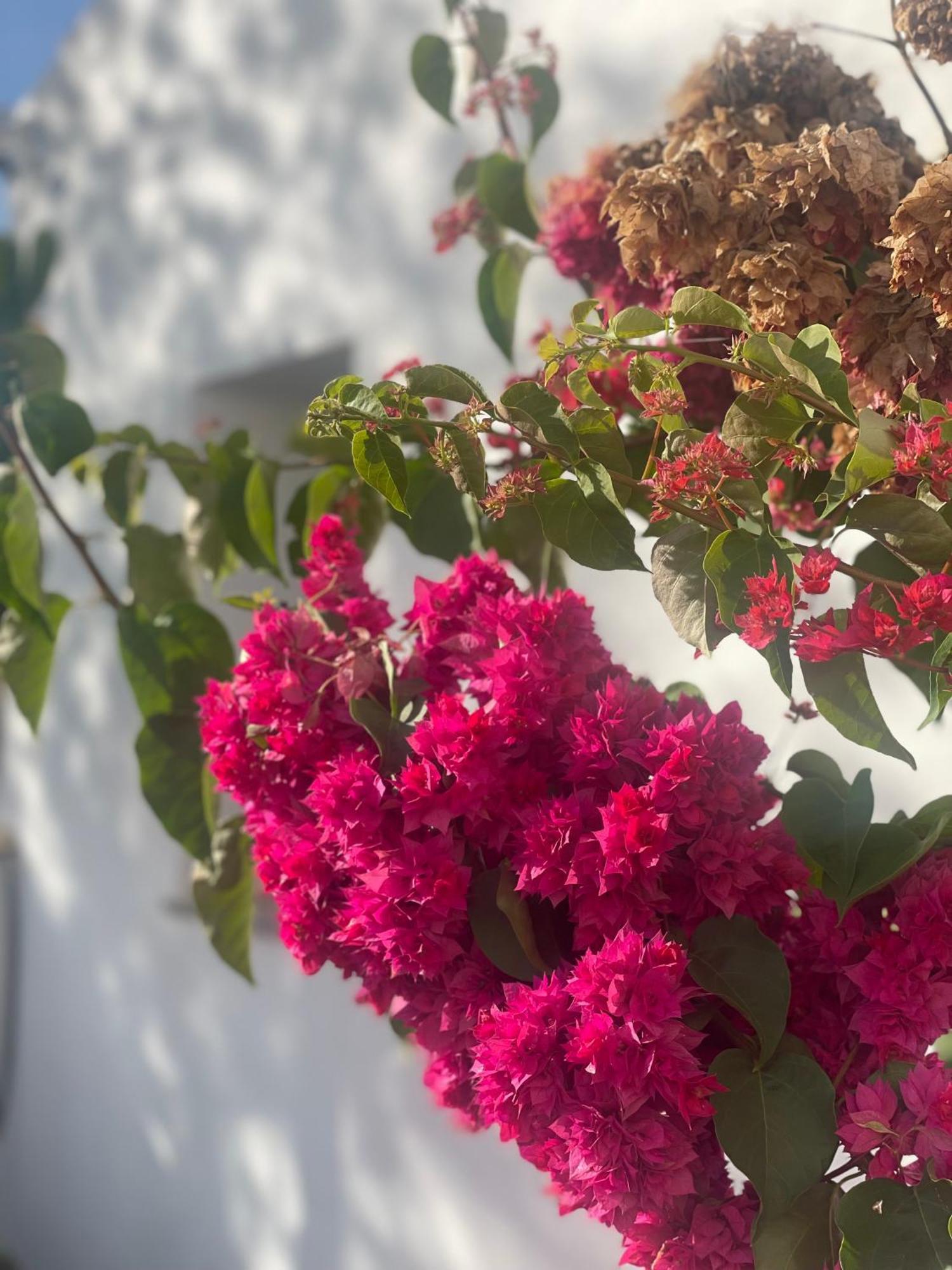 B&B Quinta A Fonte Tavira - Adults Only Ngoại thất bức ảnh